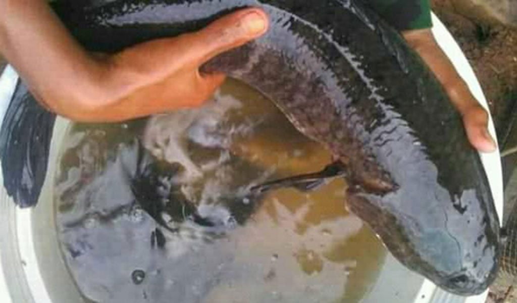 tips memelihara ikan gabus
