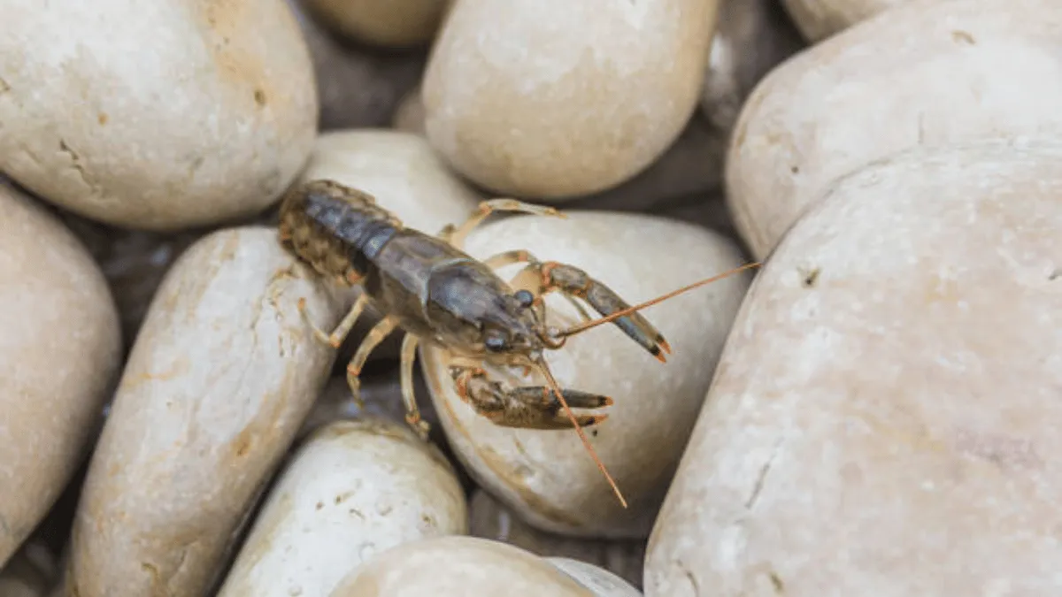 1000102326 faktor lingkungan penyebab lobster air tawar mati
