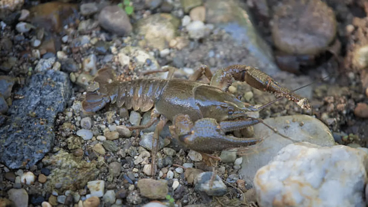 1000102327 Tips lobster budidaya selalu sehat