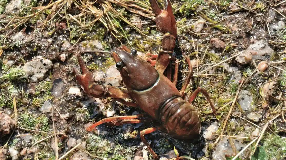 1000102329 faktor penyakit penyebab lobster air tawar mati