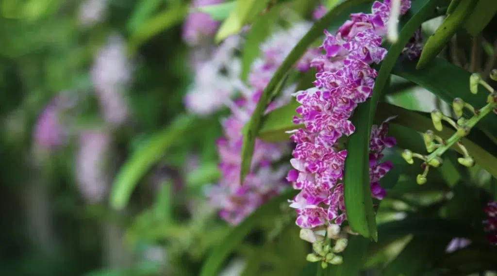 Anggrek ekor tupai berbunga pada periode tertentu saat kondisi lingkungan mendukung