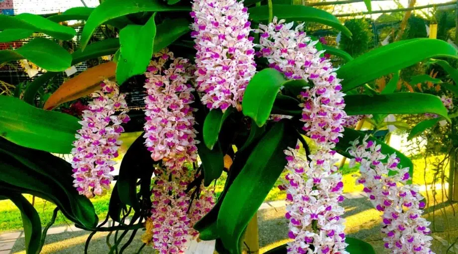 Anggrek ekor tupai memiliki aroma yang menonjol saat mekar dengan penuh