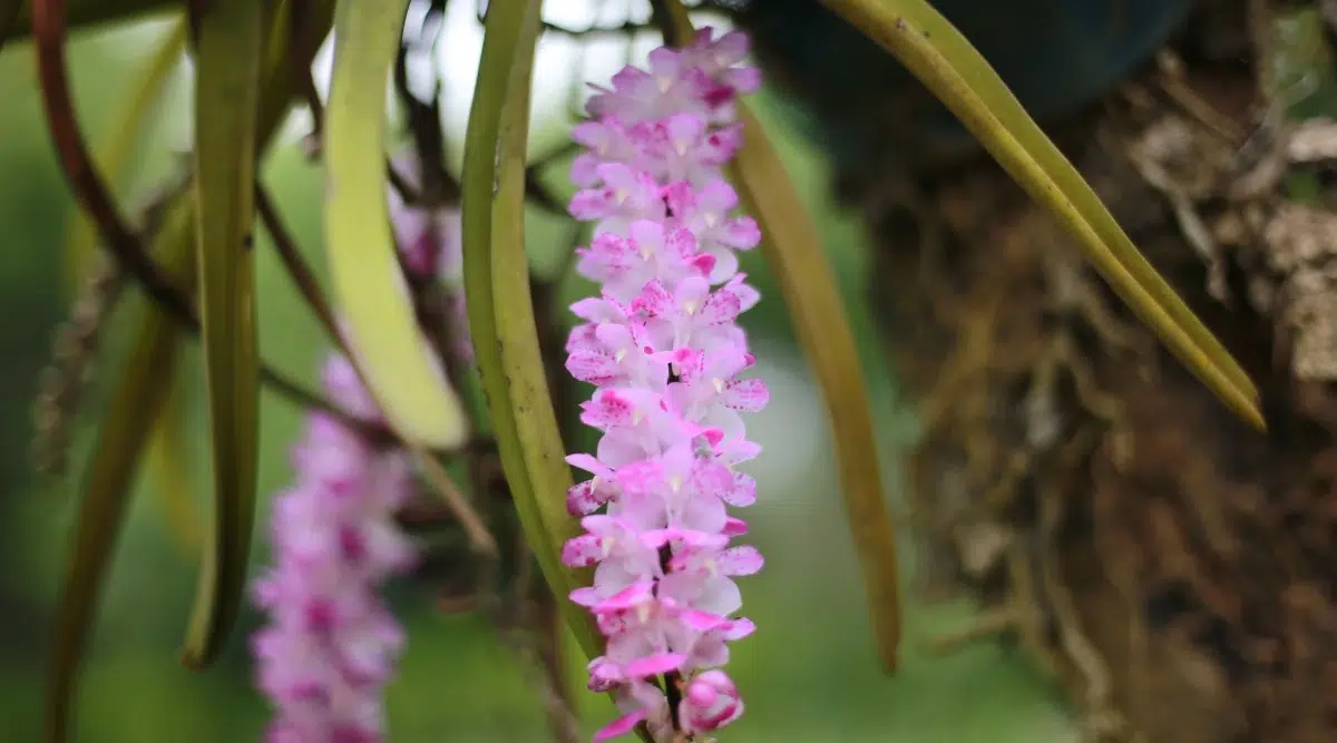 Anggrek ekor tupai menampilkan gradasi dan pola warna yang estetis