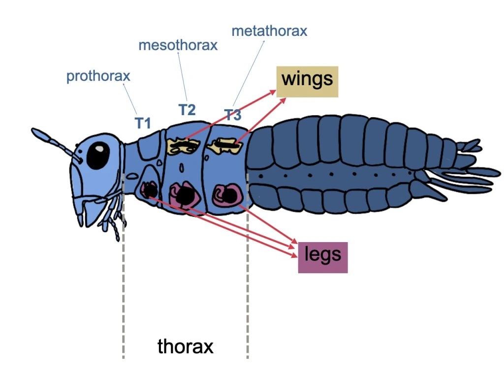 Bagian dada atau toraks merupakan pusat pergerakan serangga