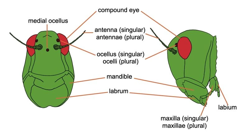 Bagian kepala merupakan pusat kendali utama pada tubuh serangga