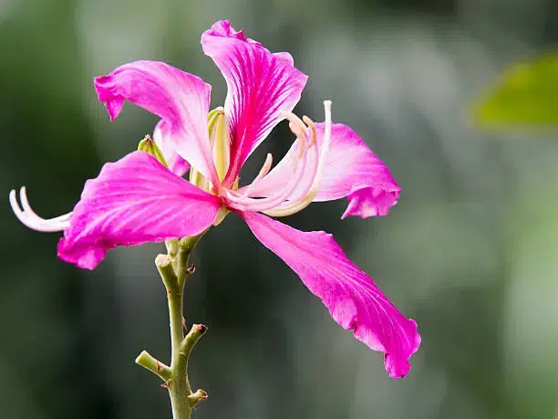 Bauhinia purpurea