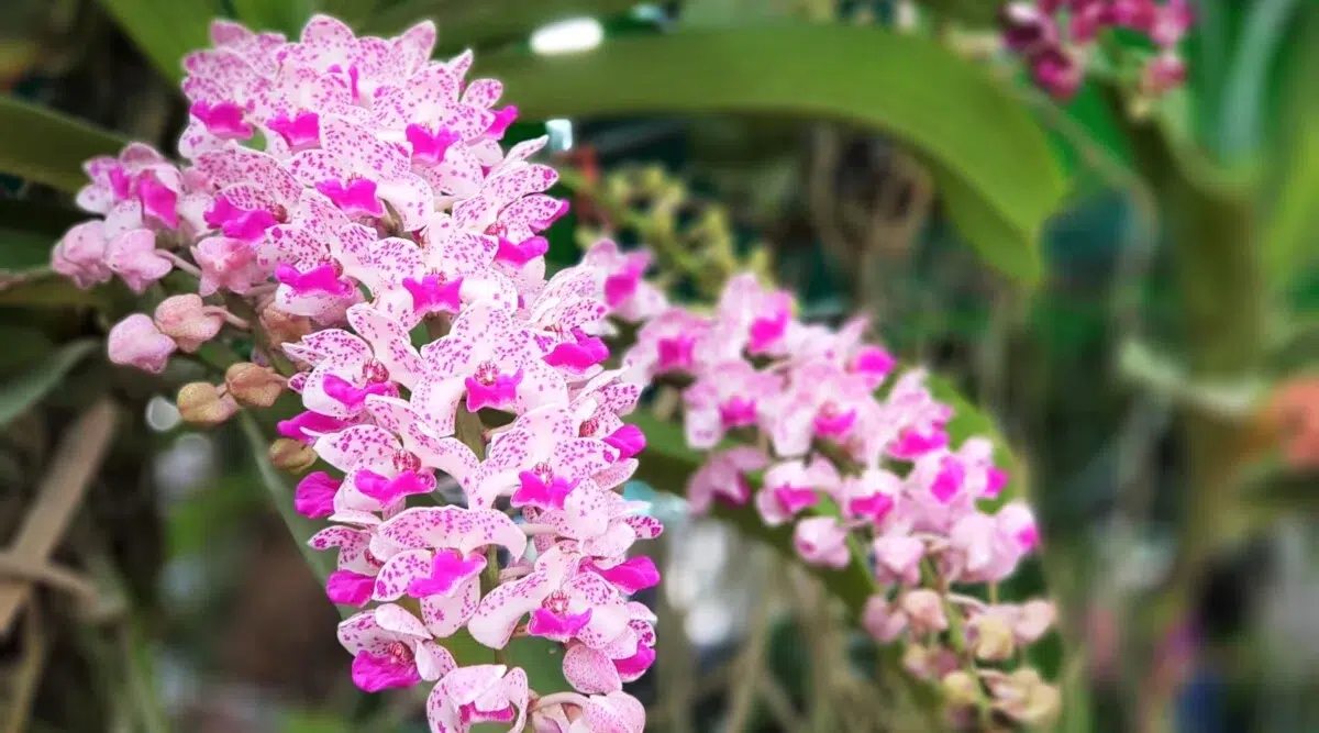 Bentuk rangkaian bunga anggrek yang sangat khas