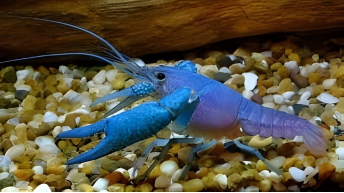Bibit Lobster Air Tawar Berkualitas pemilihan bibit unggul