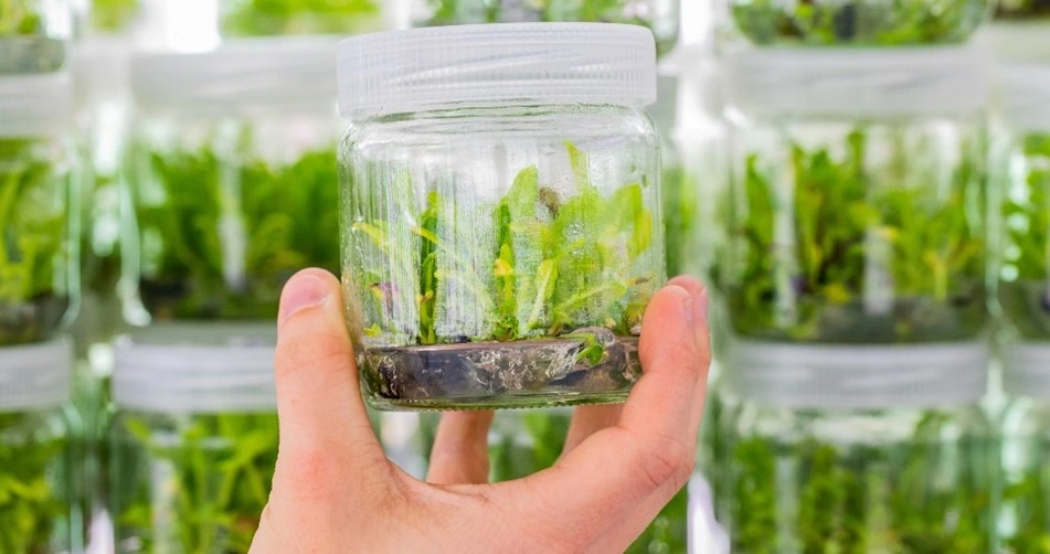 bibit anggrek in vitro