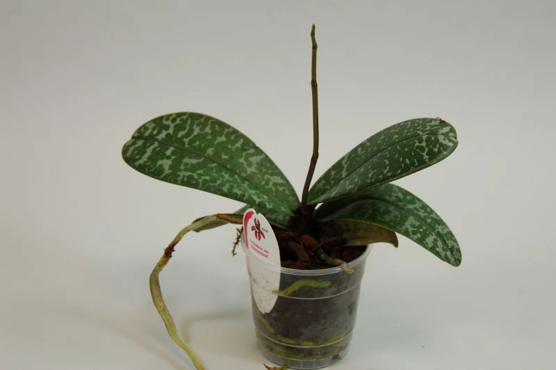 Bibit remaja anggrek