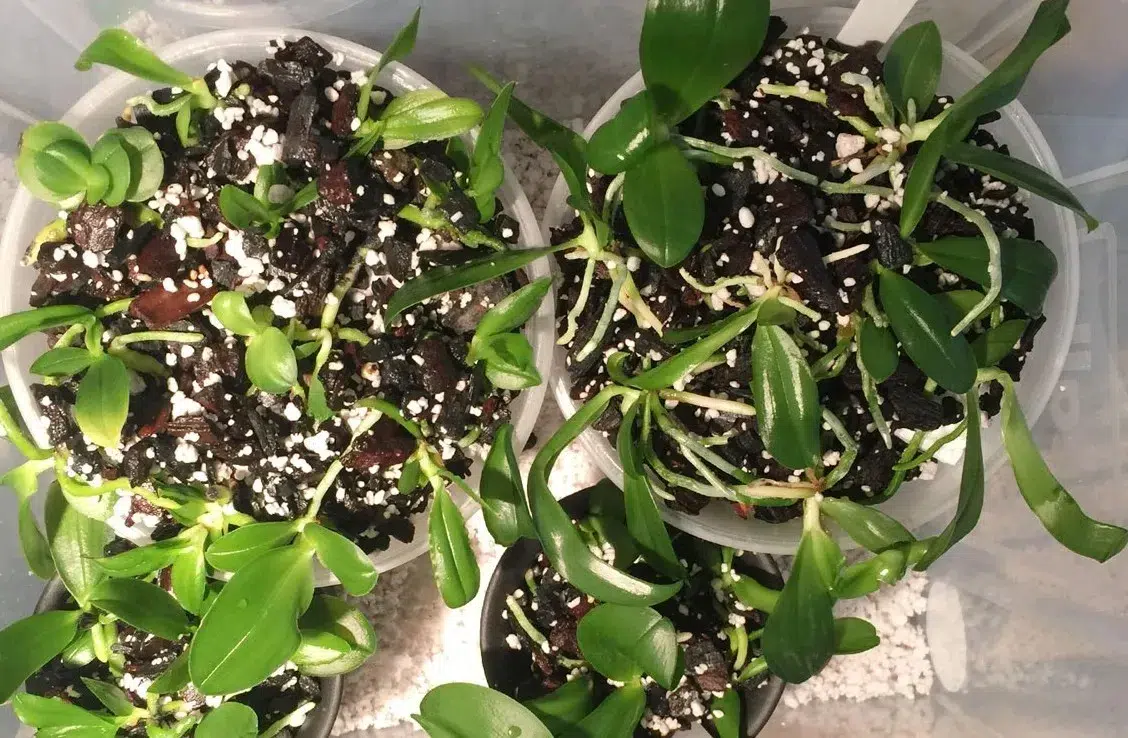 Bibit anggrek seedling