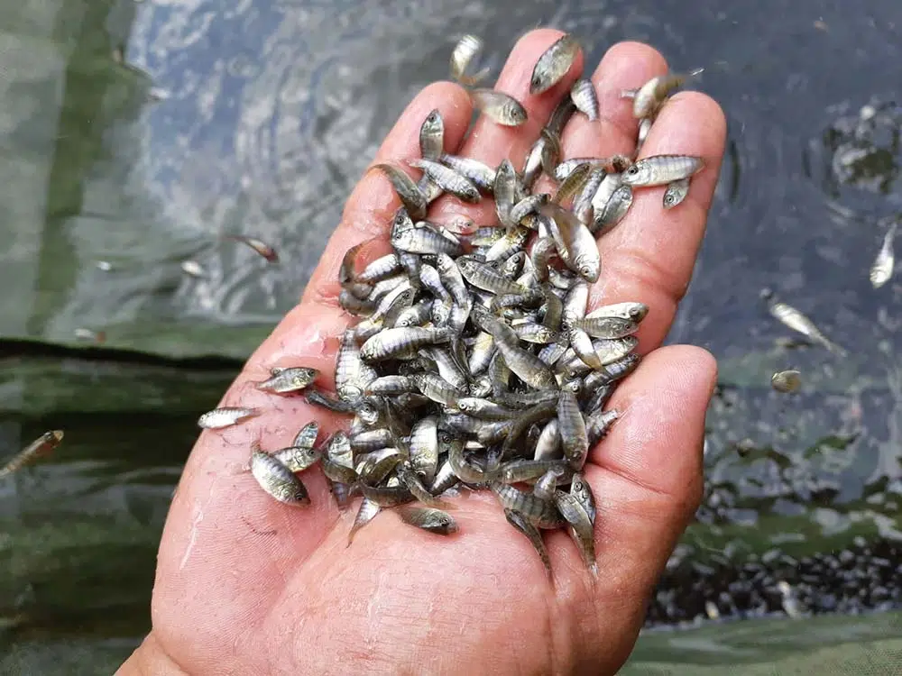 Bibit unggul ikan nila mampu memberikan hasil panen maksimal Bibit unggul ikan nila