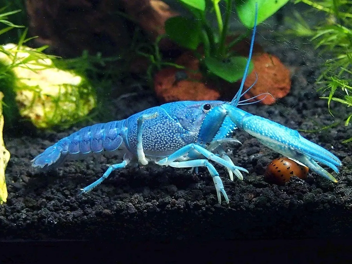 Budidaya lobster air tawar di akuarium harus dalam kondisi stabil agar berjalan optimal