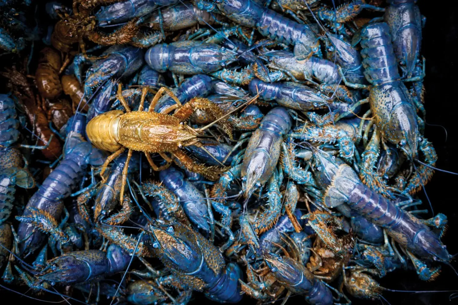 Budidaya lobster air tawar di kolam tanah memberikan keuntungan berupa lingkungan yang lebih alami