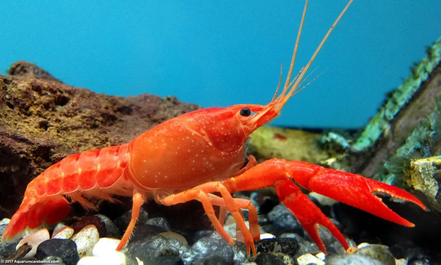 Budidaya lobster air tawar di kolam tanah menawarkan peluang usaha di tengah meningkatnya permintaan konsumen
