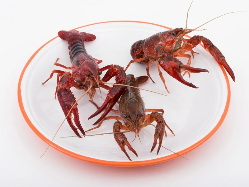 Budidaya lobster air tawar di kolam terpal menawarkan fleksibilitas Budidaya lobster air tawar di kolam terpal menawarkan fleksibilitas