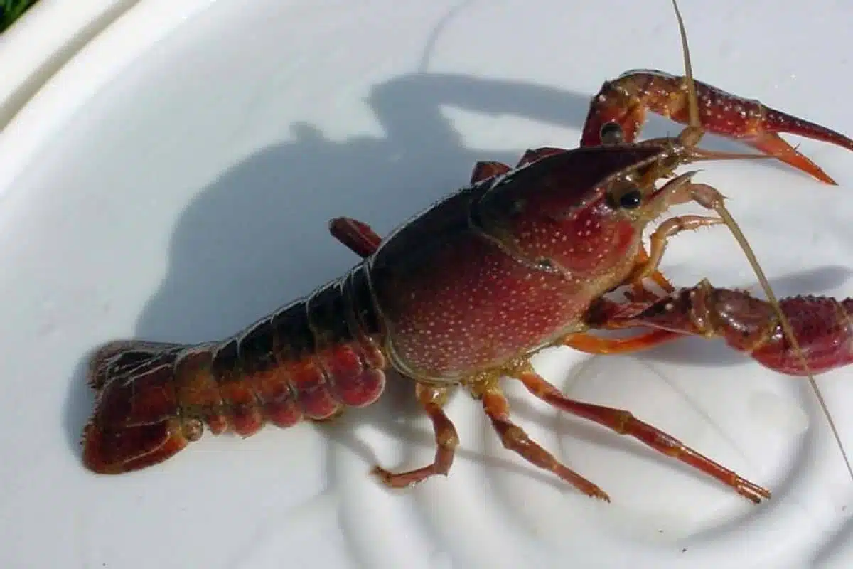 budidaya lobster air tawar di kolam tanah