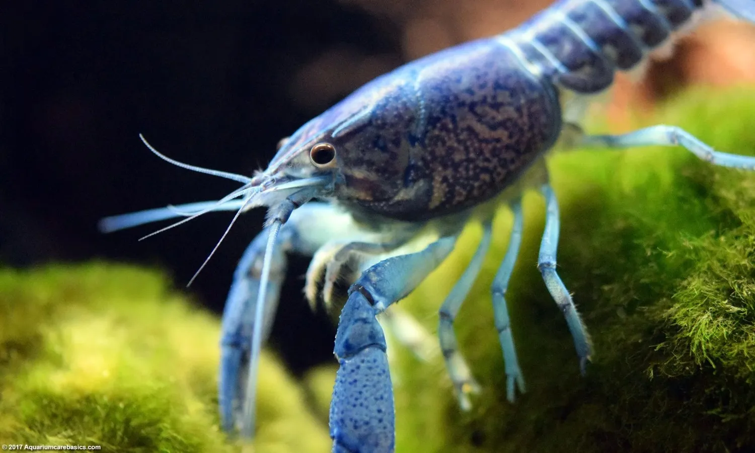 Budidaya lobster air tawar untuk pemula memiliki potensi cuan yang besar Budidaya lobster air tawar untuk pemula memiliki potensi cuan yang besar