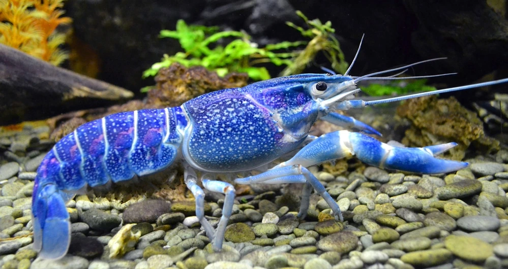 Budidaya lobster air tawar untuk pemula menjadi peluang bisnis yang makin menarik perhatian Budidaya lobster air tawar untuk pemula menjadi peluang bisnis yang makin menarik perhatian
