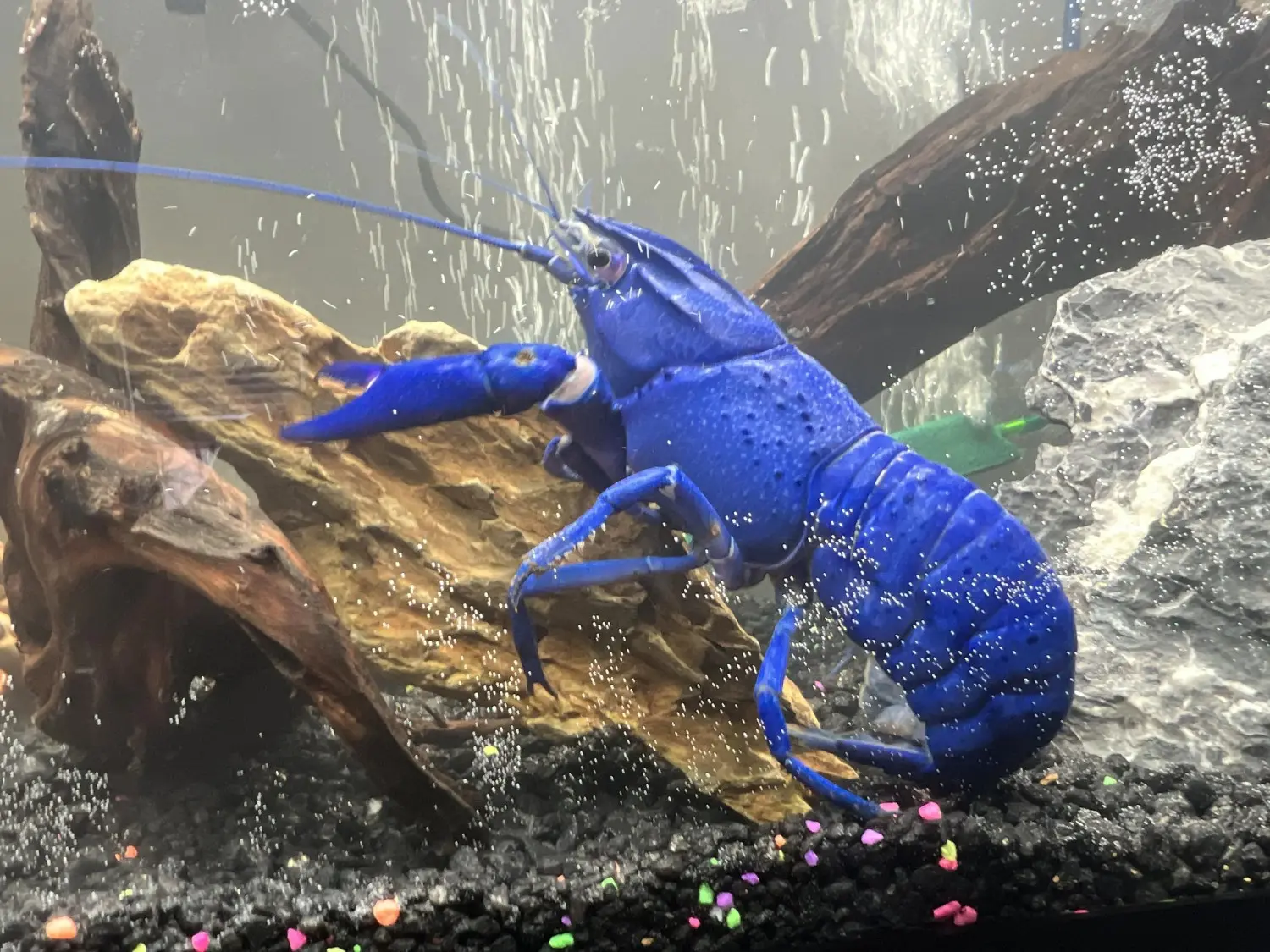 Lobster air tawar