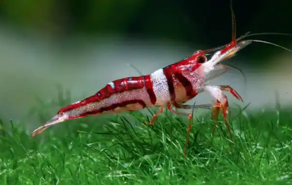 Budidaya udang air tawar akan mengalami kendala jika tidak memahami praktiknya dengan benar Budidaya udang air tawar akan mengalami kendala jika tidak memahami praktiknya dengan benar