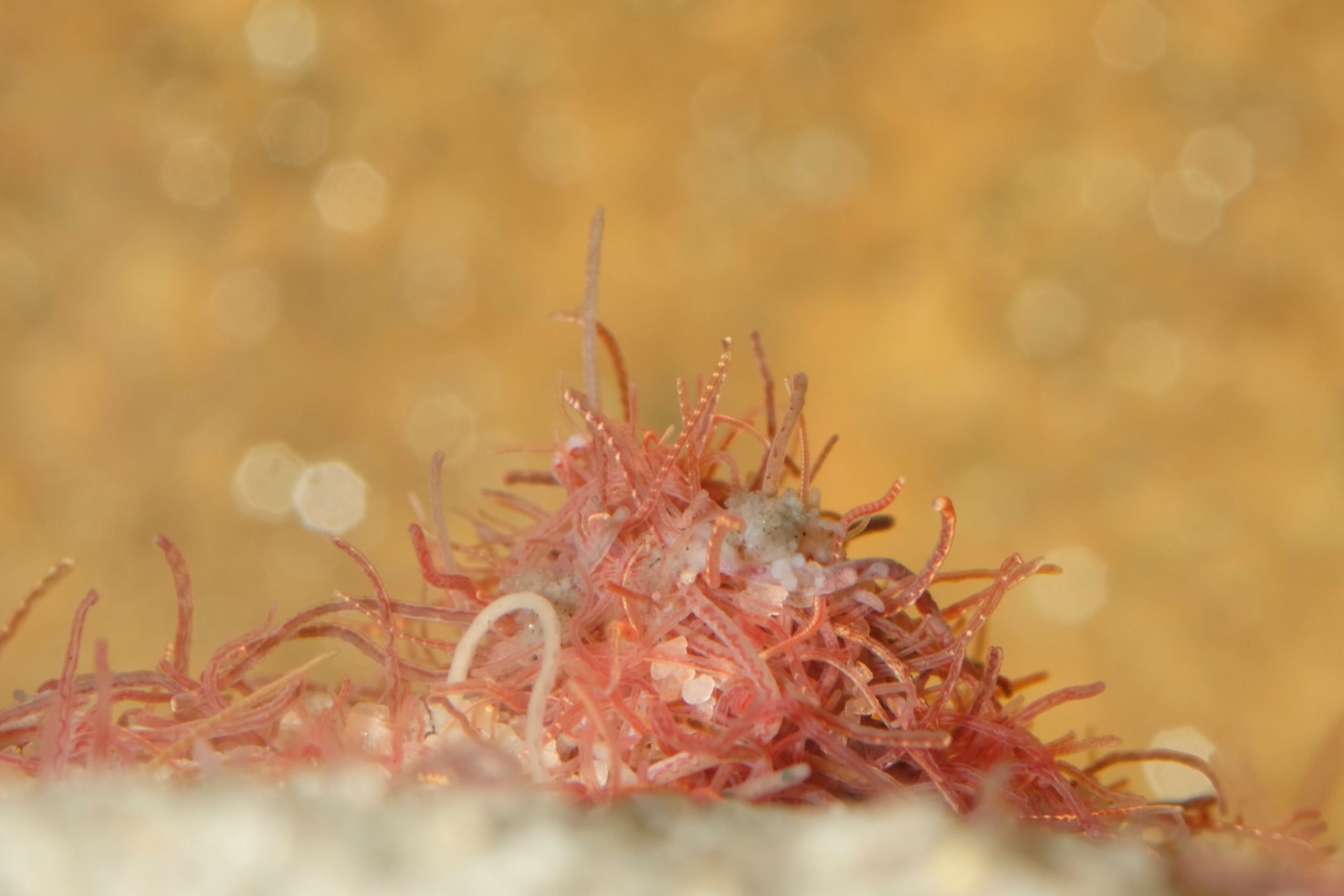 Cacing sutra adalah salah satu pakan yang sangat populer dalam budidaya ikan channa