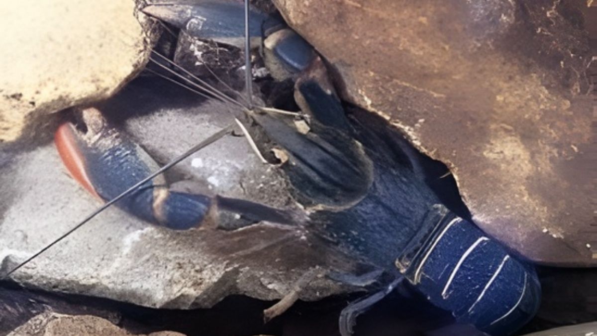 Cherax quadricarinatus Budidaya Lobster Air Tawar di Rumah