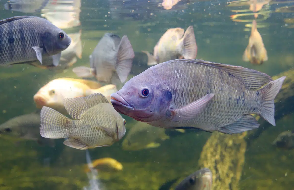 Gerakan ikan yang aktif dan lincah