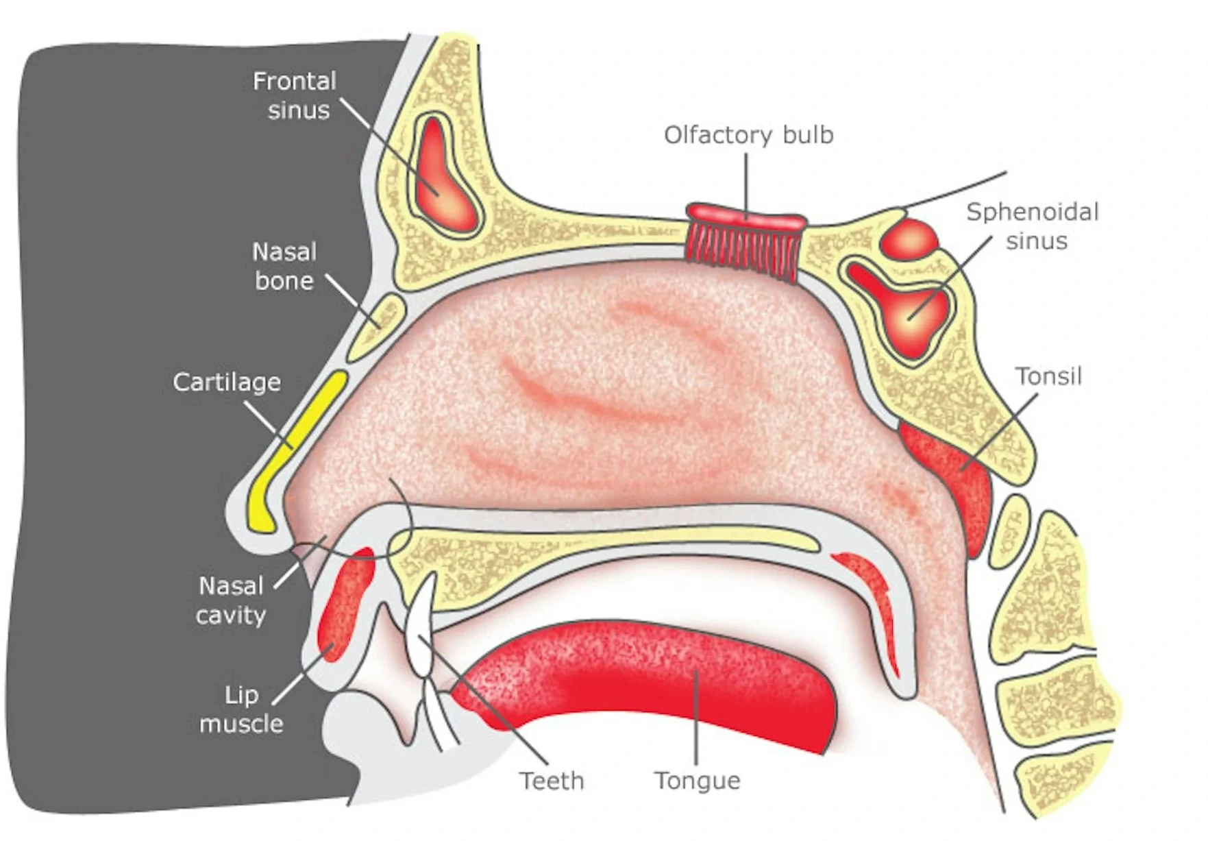 Hidung adalah bagian dari alat indra penciuman dengan struktur dan fungsi yang unik