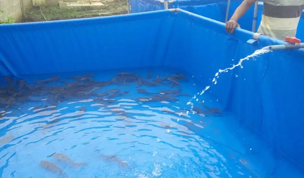 manajemen air kolam terpal