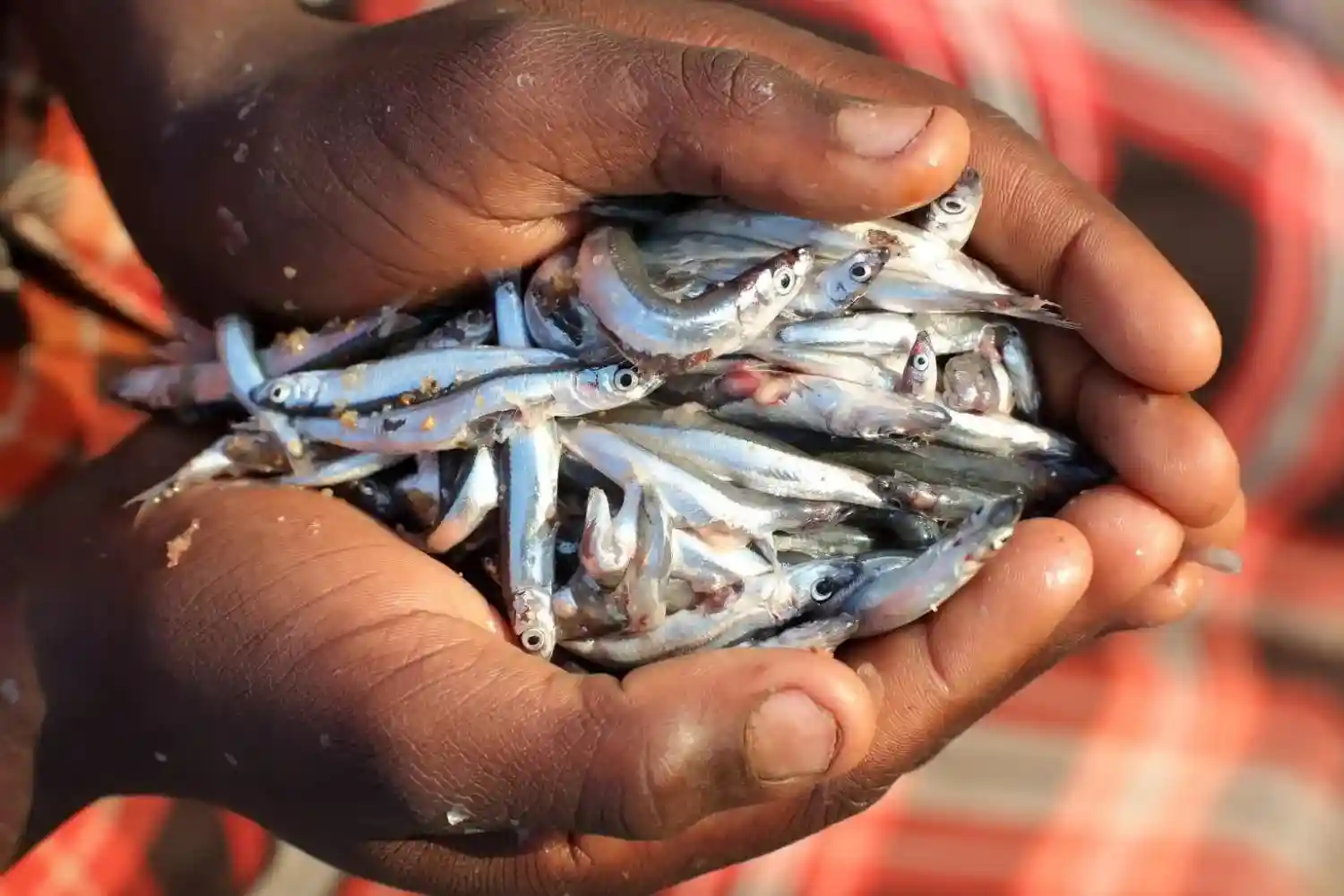 Ikan kecil menjadi pakan alami untuk ikan channa karena mudah dicerna 1 Ikan kecil menjadi pakan alami untuk ikan channa karena mudah dicerna
