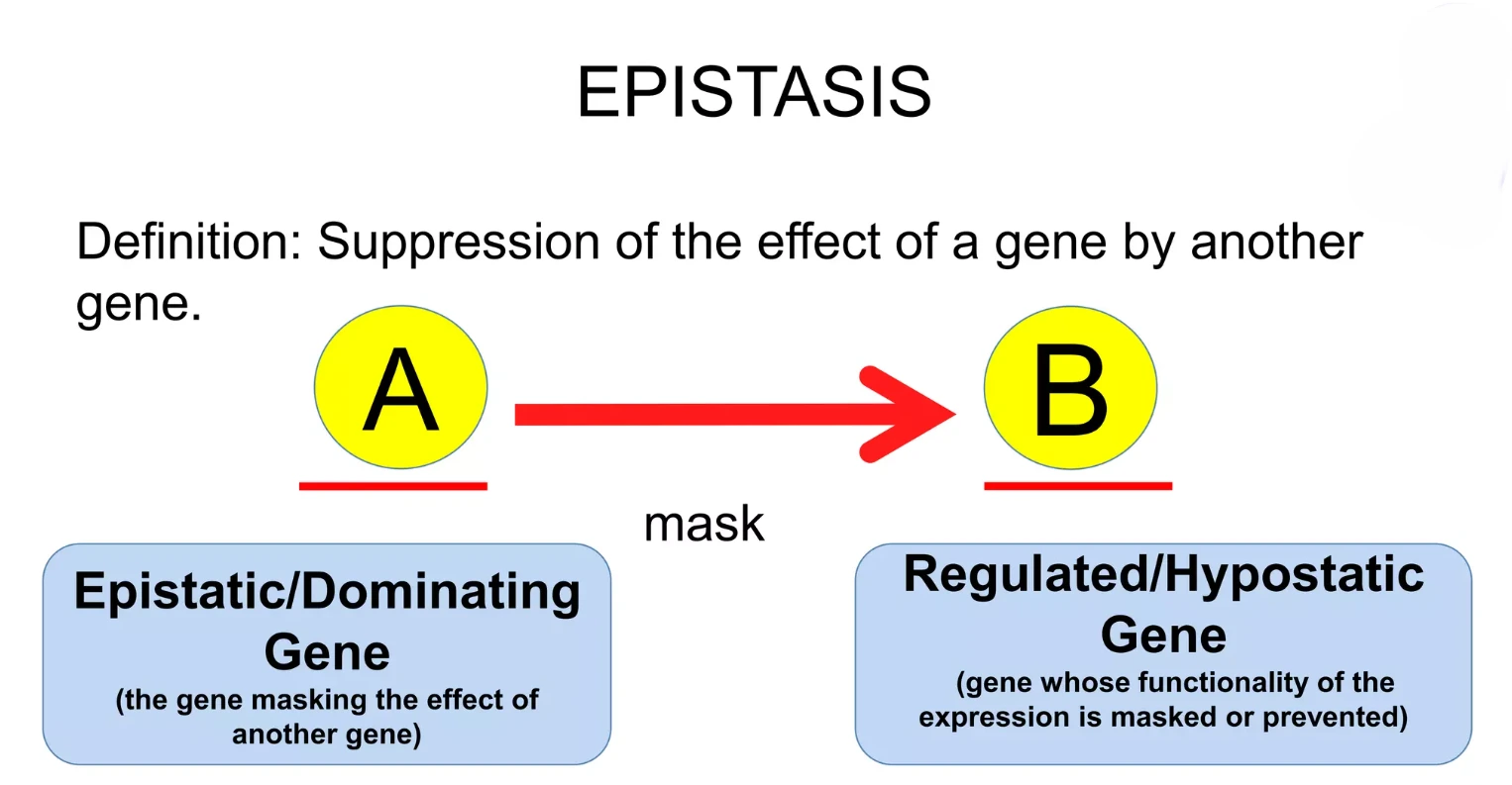 Interaksi epistasis-hipostasis terjadi ketika satu gen menutupi efek gen lain yang bukan alelnya