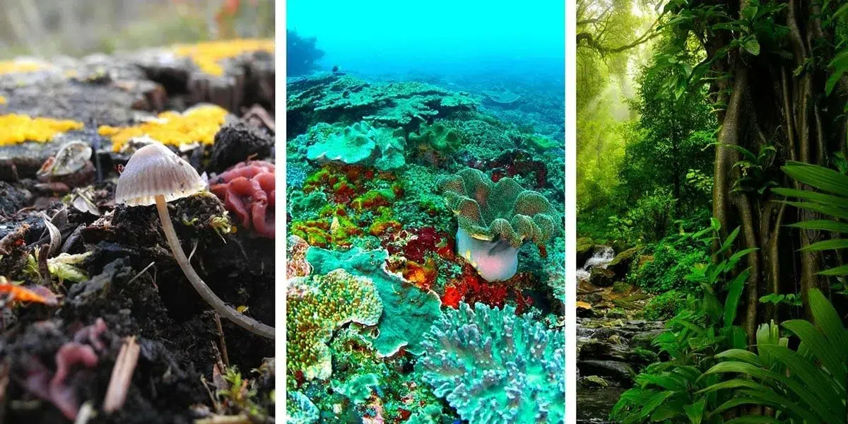 Keanekaragaman hayati tingkat ekosistem merujuk pada variasi tipe ekosistem yang ada di bumi Biodiversitas tingkat ekosistem