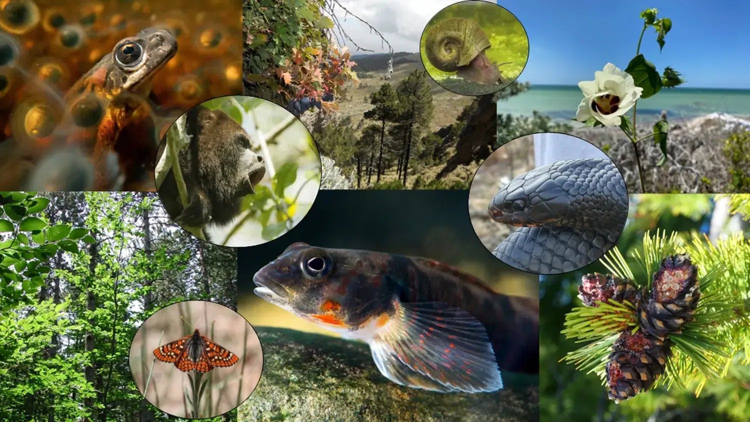 Keanekaragaman hayati tingkat genetik terjadi dalam satu spesies atau populasi tertentu Biodiversitas tingkat genetik