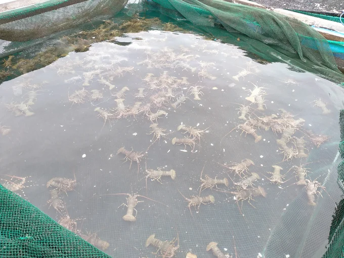 Kolam tanah memberikan kualitas air dan perawatan yang relatif lebih mudah