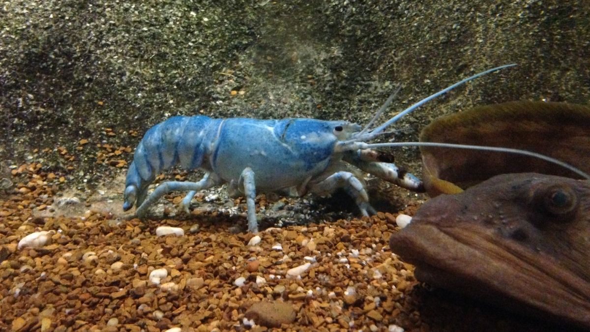 Lobster Air Tawar budidaya lobster air tawar