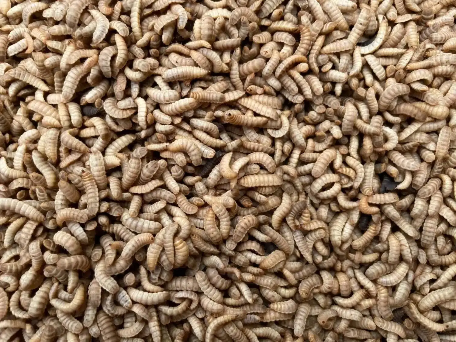 Maggot black soldier fly