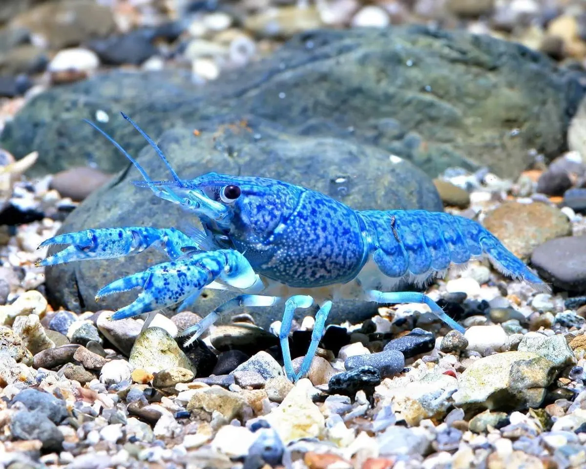 Manajemen kualitas air dan kadar oksigen penting dalam budidaya lobster air tawar