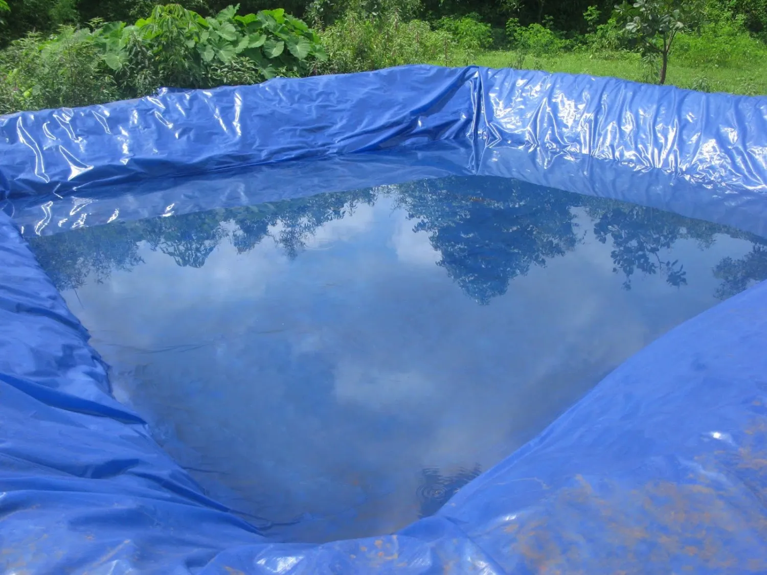 Media seperti akuarium atau kolam terpal menjadi pilihan ideal Media seperti akuarium atau kolam terpal menjadi pilihan ideal