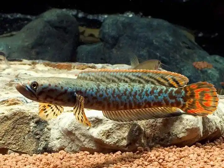 Memilih pakan yang bernutrisi penting dalam perawatan ikan channa 1 Memilih pakan yang bernutrisi penting dalam perawatan ikan channa