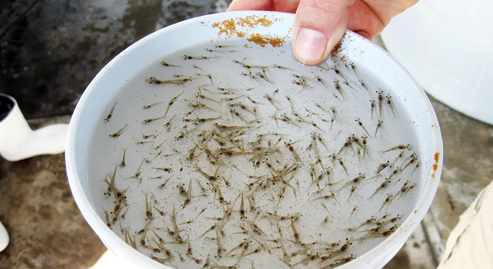 Penebaran bibit udang kecil air tawar