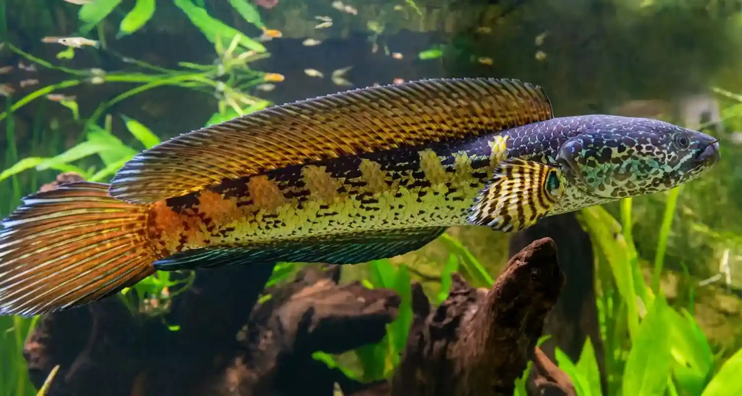 Nutrisi yang tepat dalam makanan ikan channa adalah salah satu faktor penting selama budidaya 2 Nutrisi yang tepat dalam makanan ikan channa adalah salah satu faktor penting selama budidaya 2