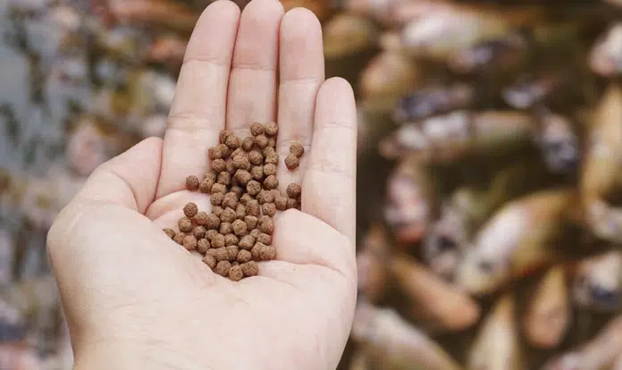 pakan buatan sederhana