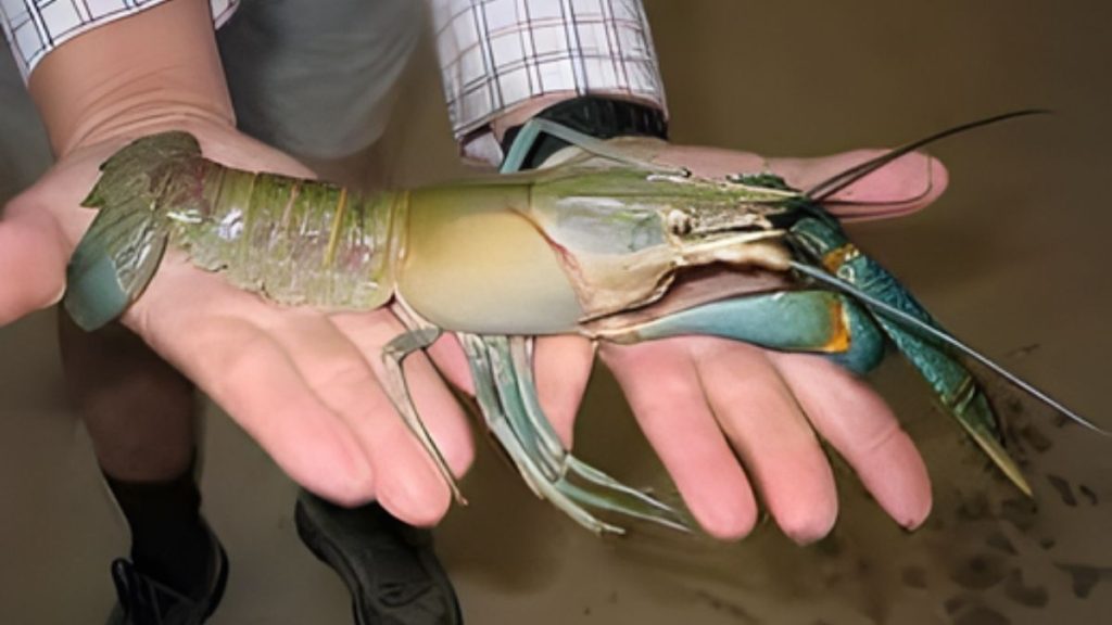 Panen Lobster Air Tawar panen lobster air tawar