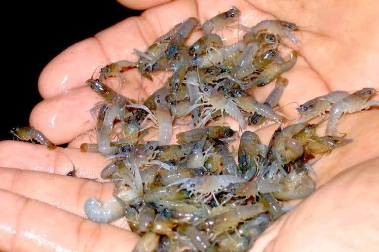 Pemilihan indukan unggul menentukan suksesnya budidaya lobster air tawar