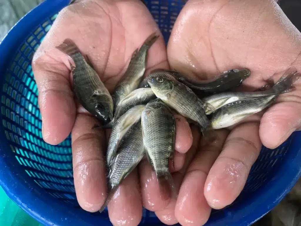 Bibit ikan unggul