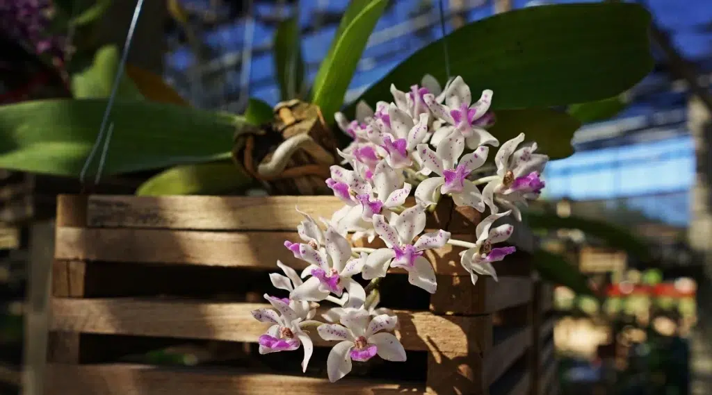 Perlunya memahami kebutuhan anggrek ekor tupai secara biologis