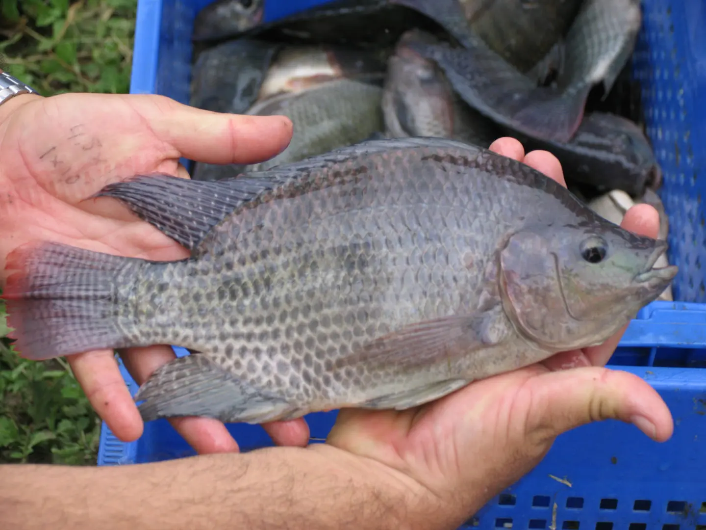 Pertumbuhan ikan cepat
