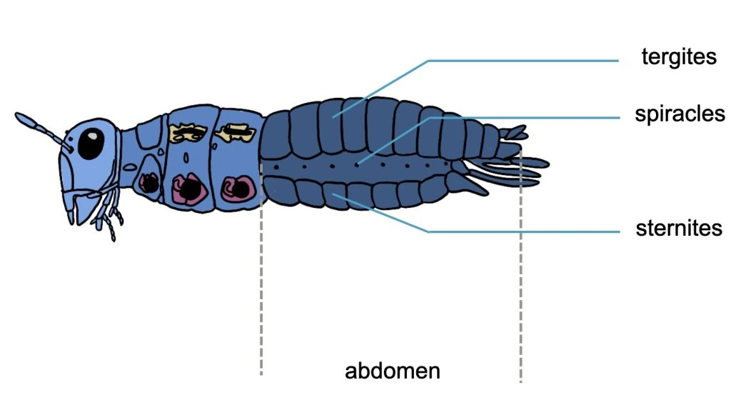 Perut atau abdomen merupakan bagian tubuh yang terletak di belakang toraks
