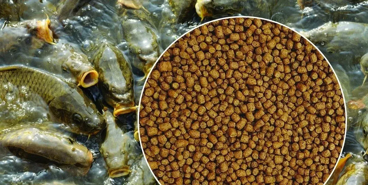 Sampah organik yang diolah dengan tepat bisa menjadi bahan pakan ikan Sampah organik